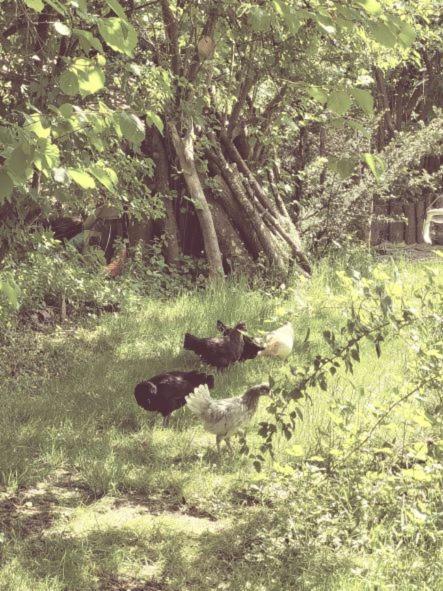 Familienfreundliche Grosszuegige Ferienwohnung Schlierachwelle Zwischen Schliersee Und Tegernsee Hausham Esterno foto